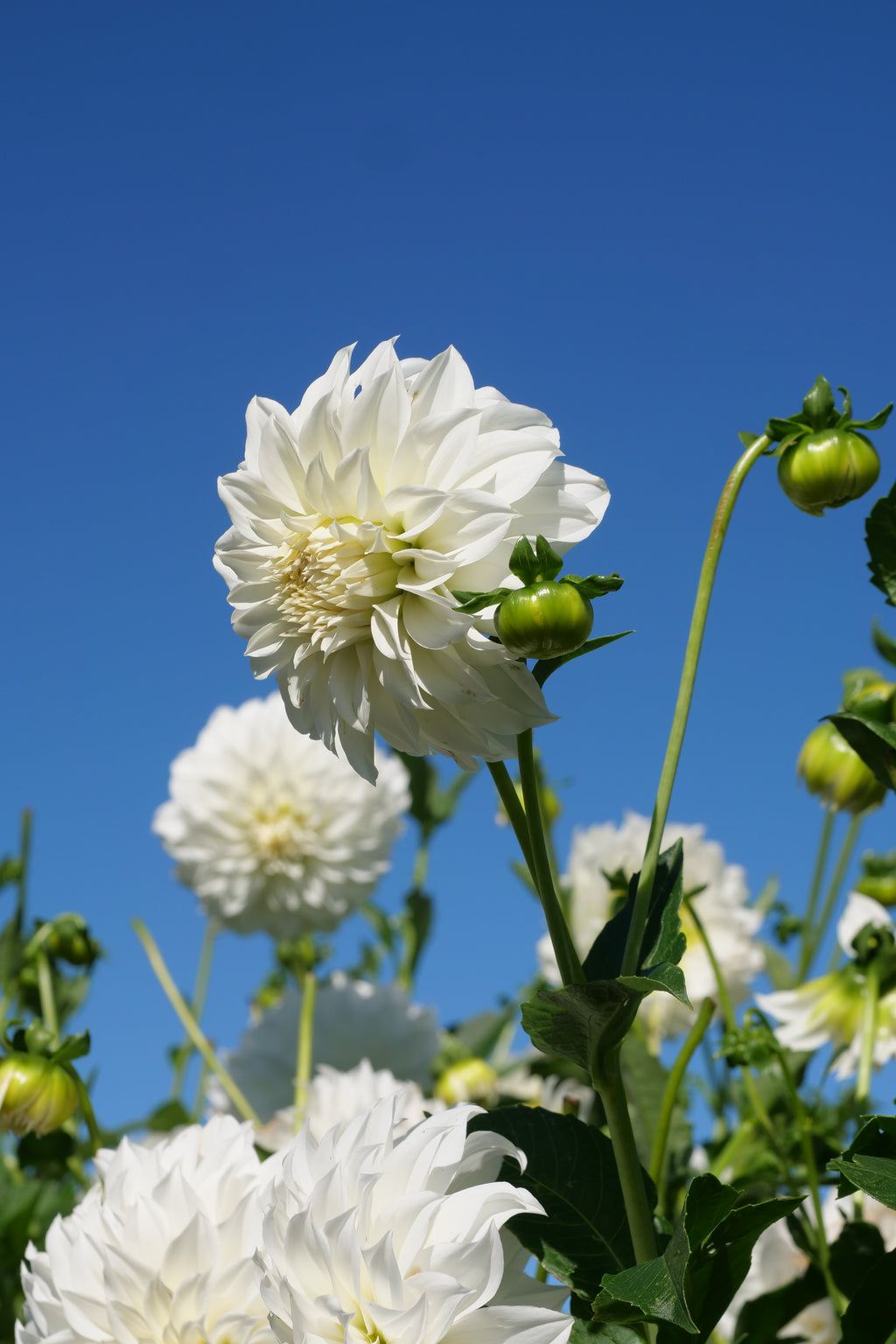 Florelie Whipped Cream