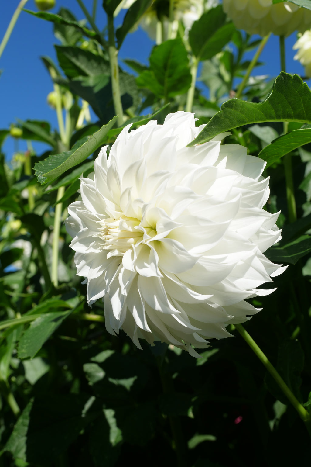 Florelie Whipped Cream