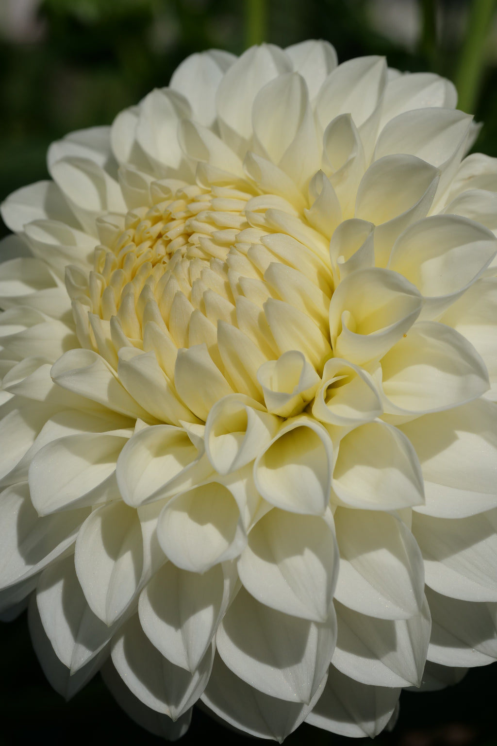 Boundary Snowflake