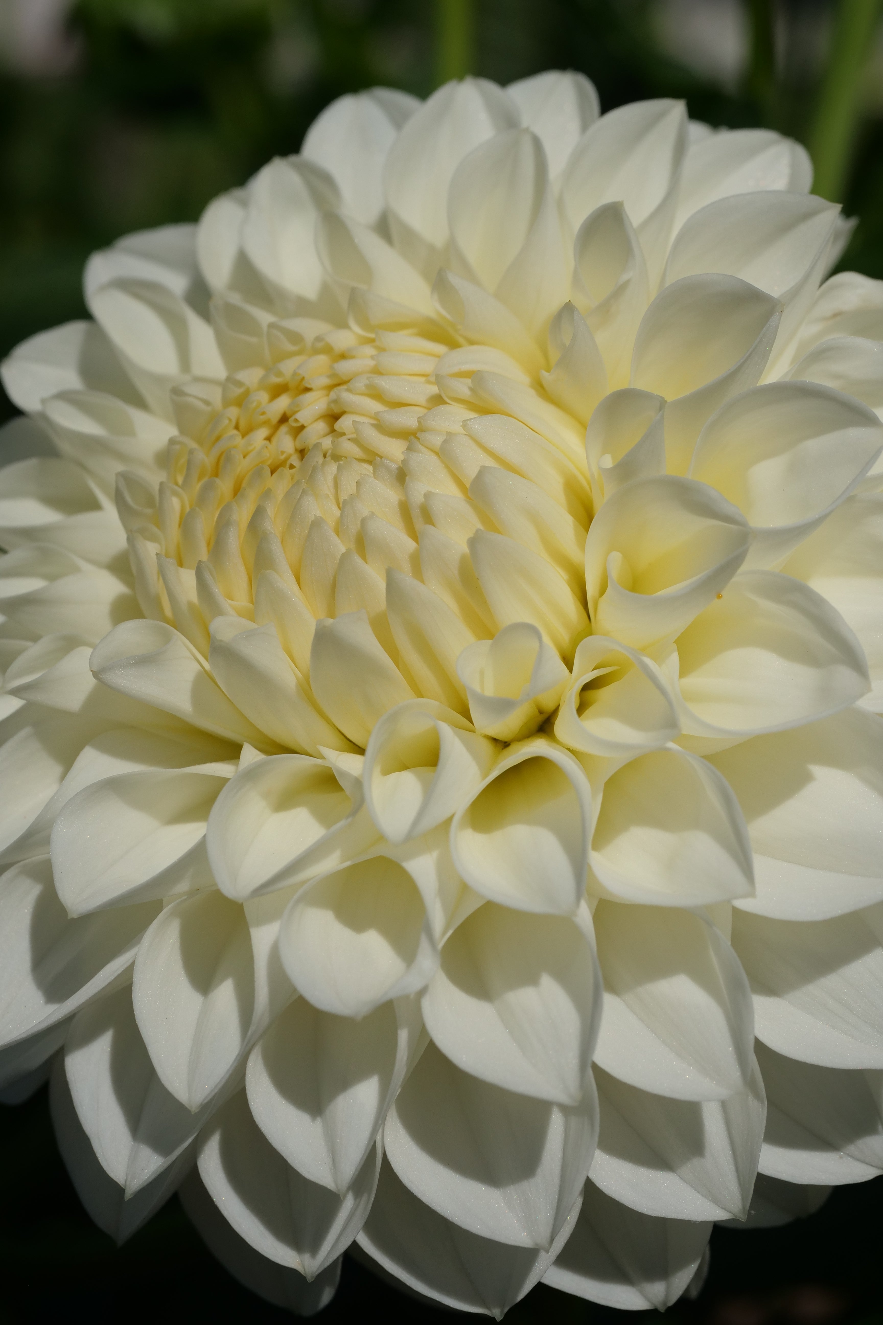 Boundary Snowflake