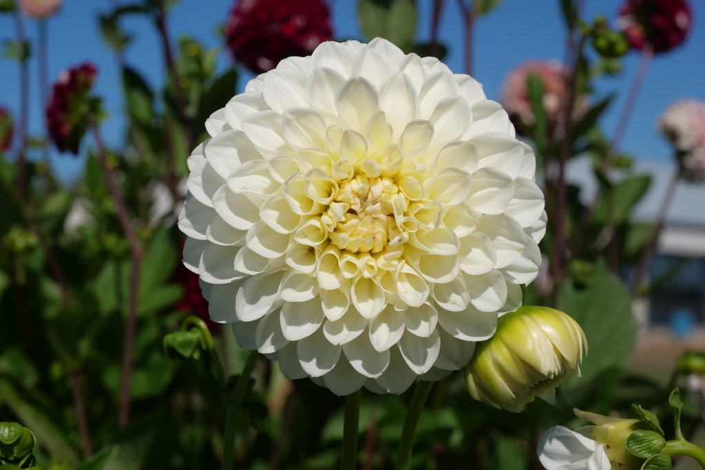 Boundary Snowflake