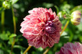 Florelie Honey Red