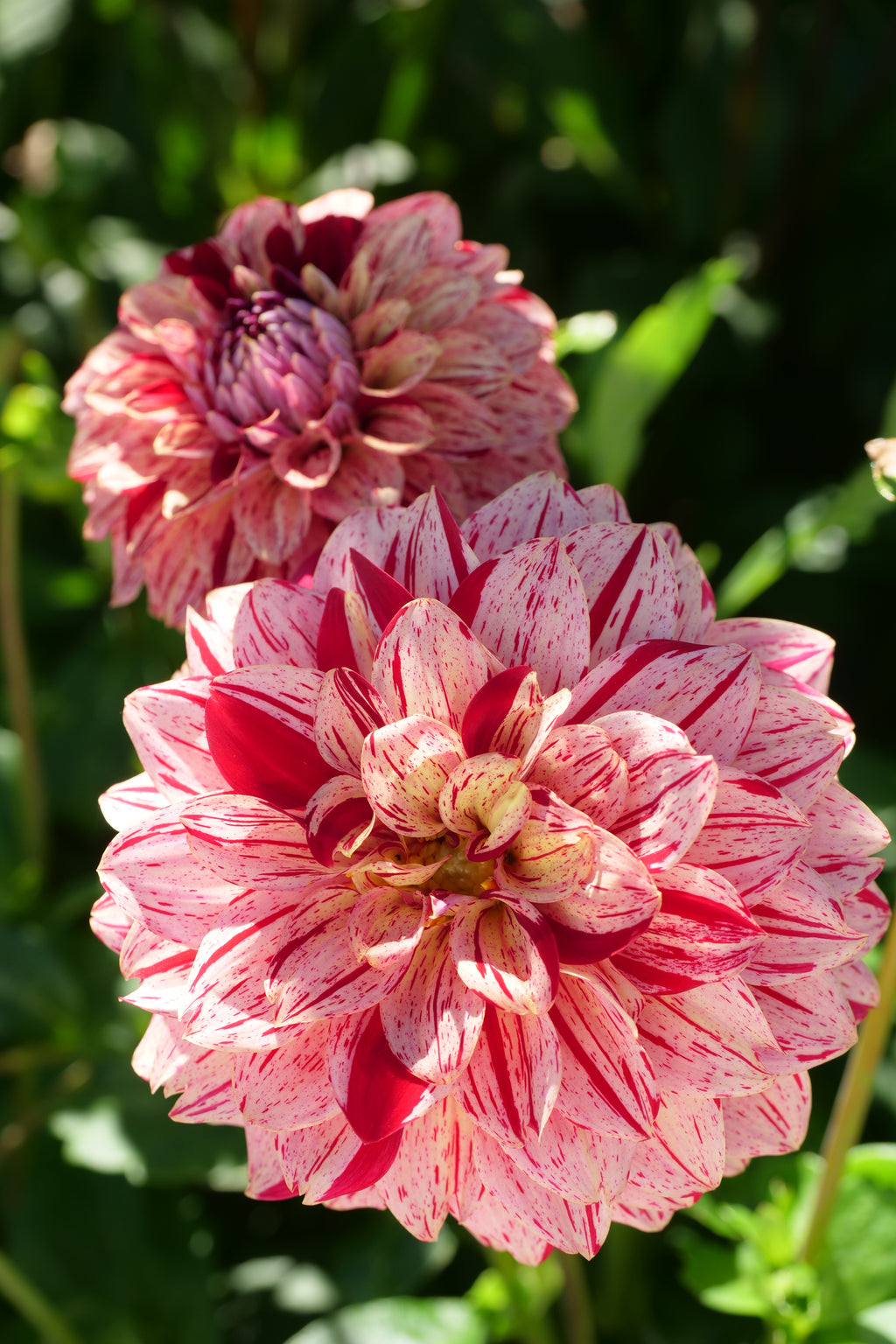 Florelie Honey Red