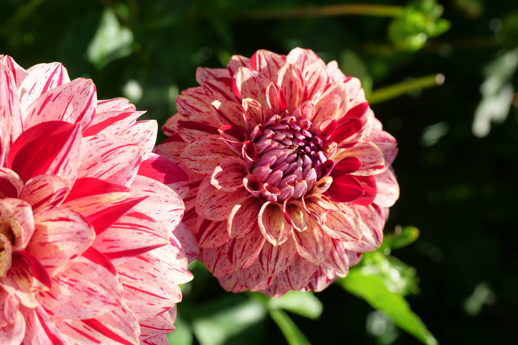 Florelie Honey Red