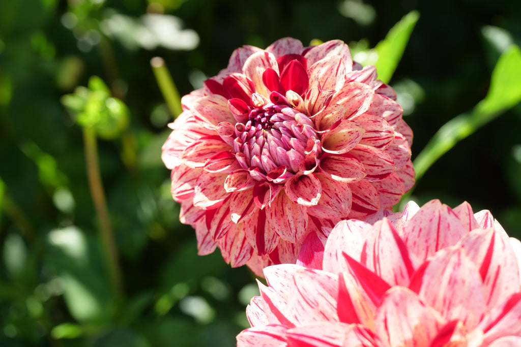 Florelie Honey Red
