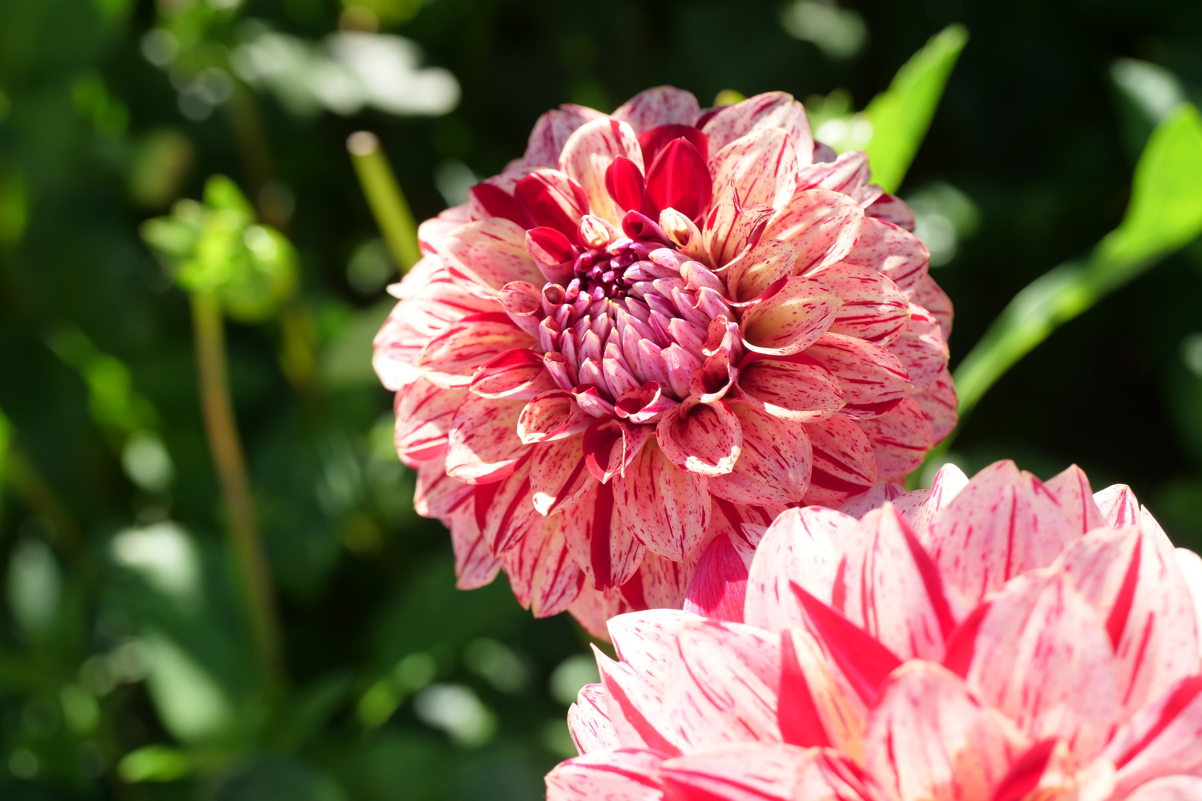 Florelie Honey Red