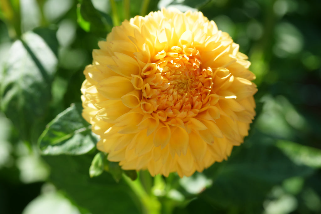 Florelie Dandelion