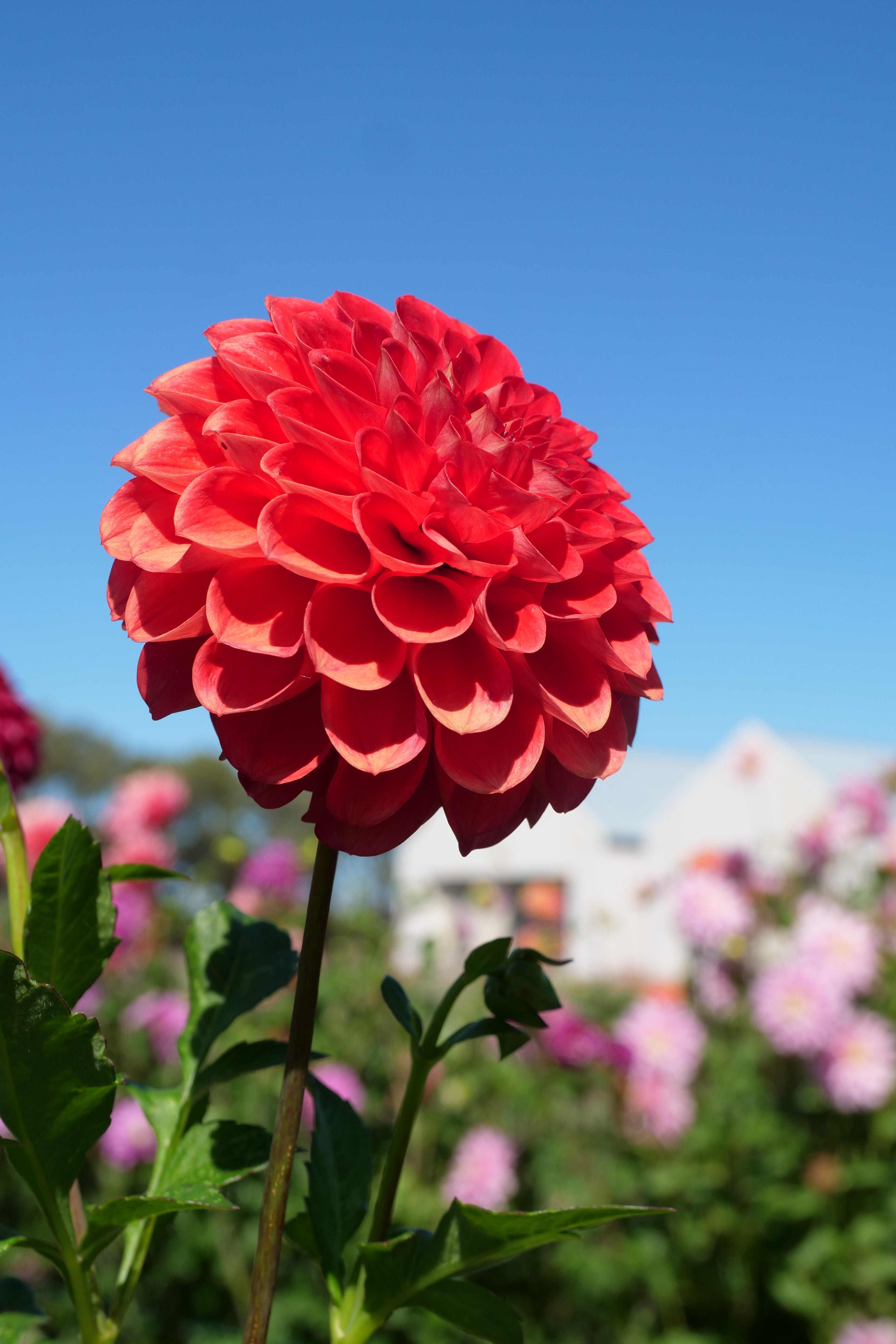 Florelie Ponyo