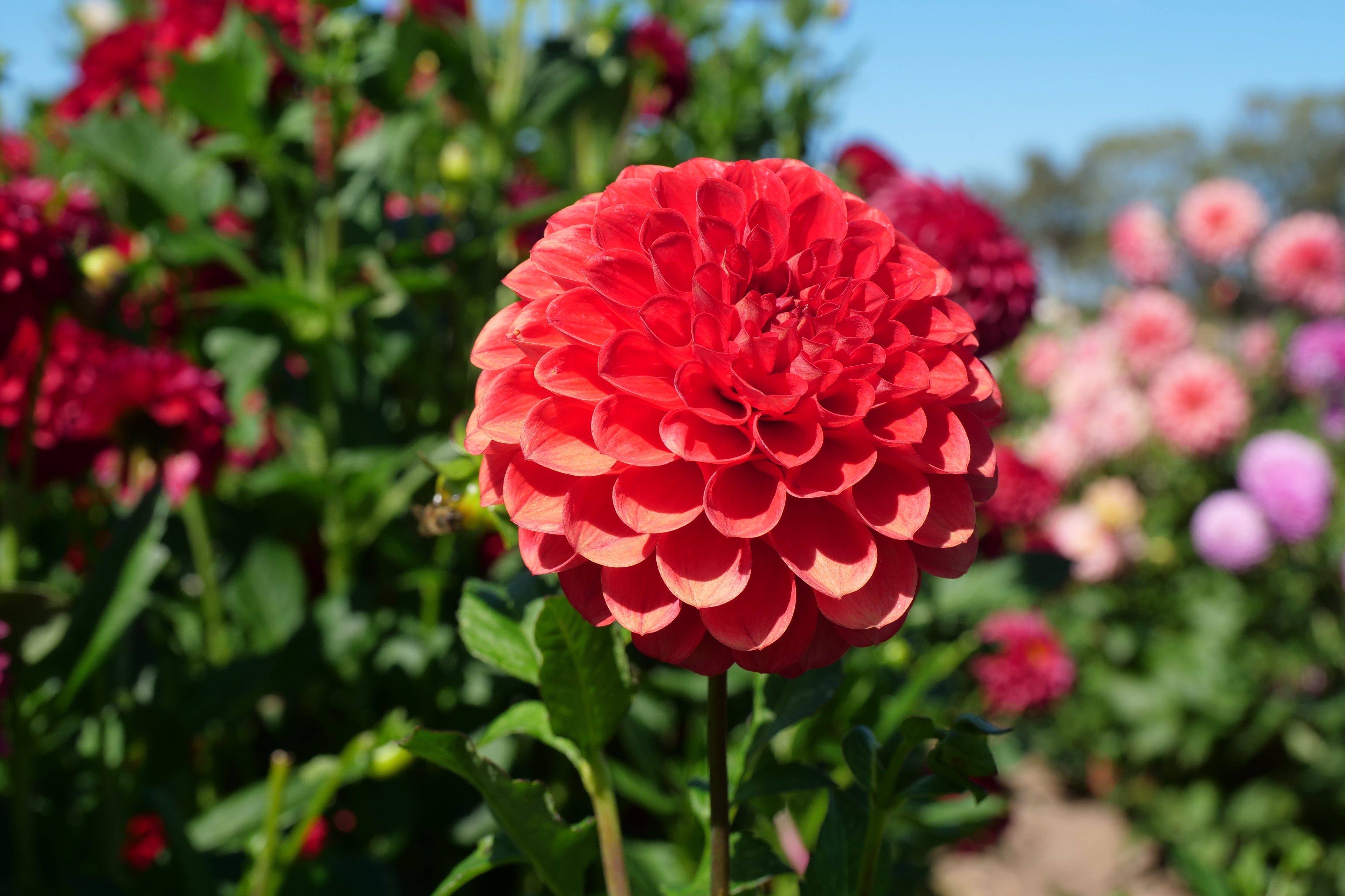 Florelie Ponyo