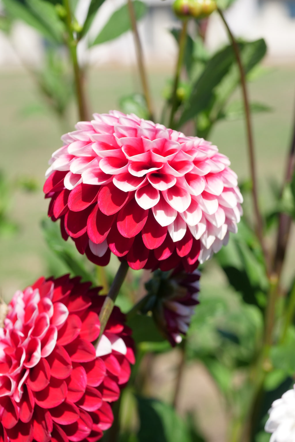 Florelie Cosmic Romance