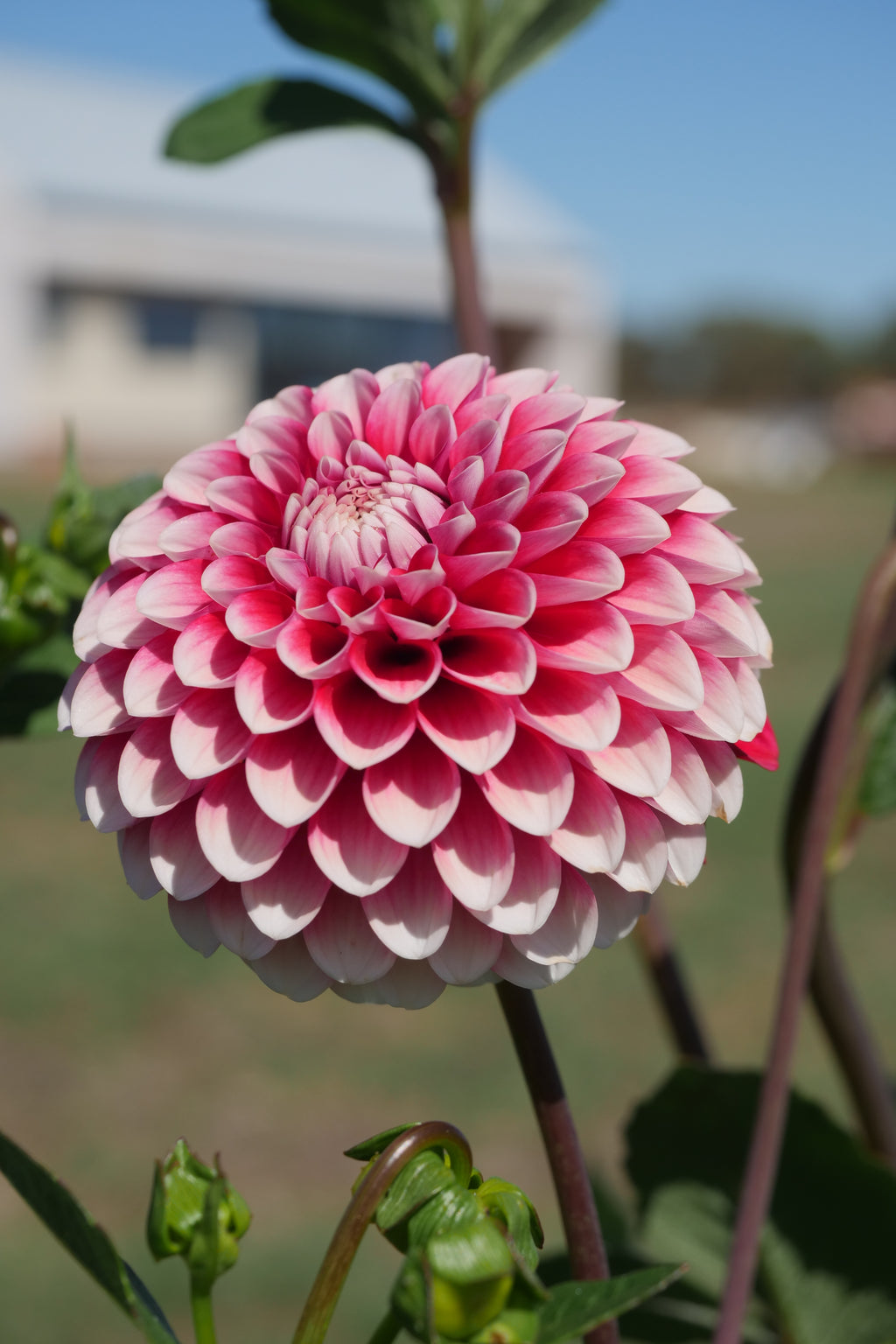 Florelie Cosmic Romance