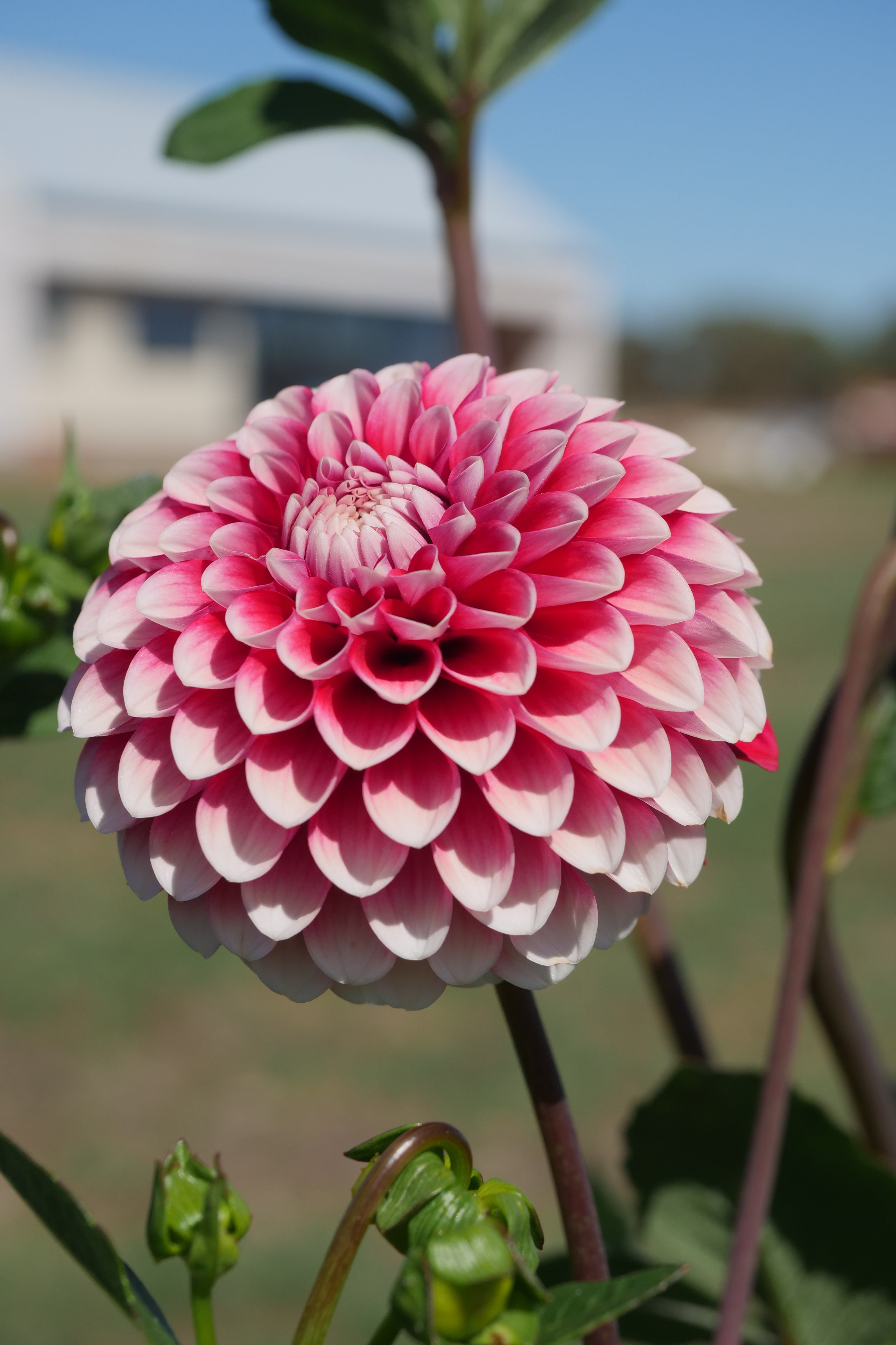 Florelie Cosmic Romance
