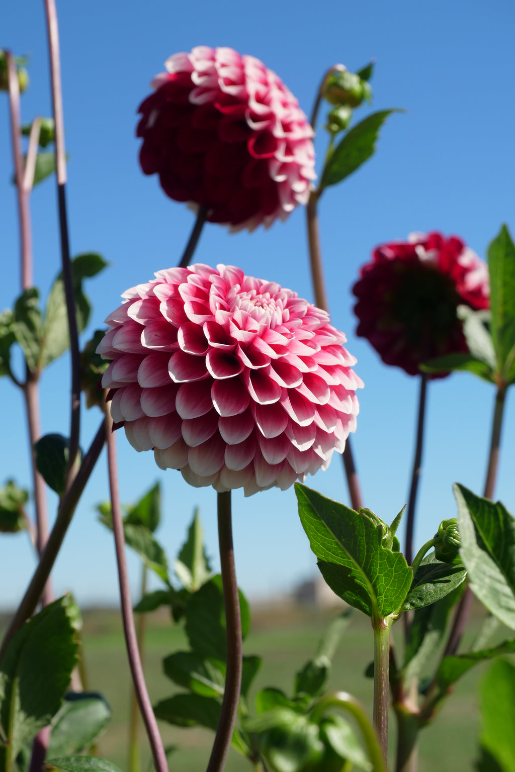 Florelie Cosmic Romance