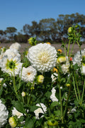 Florelie Nimbus