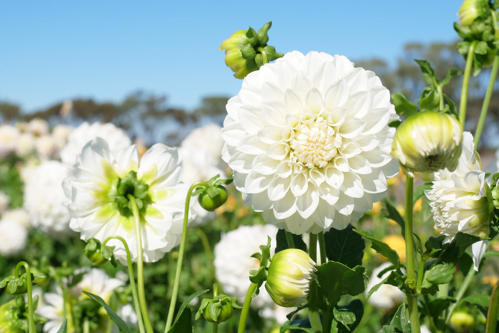 Florelie Nimbus