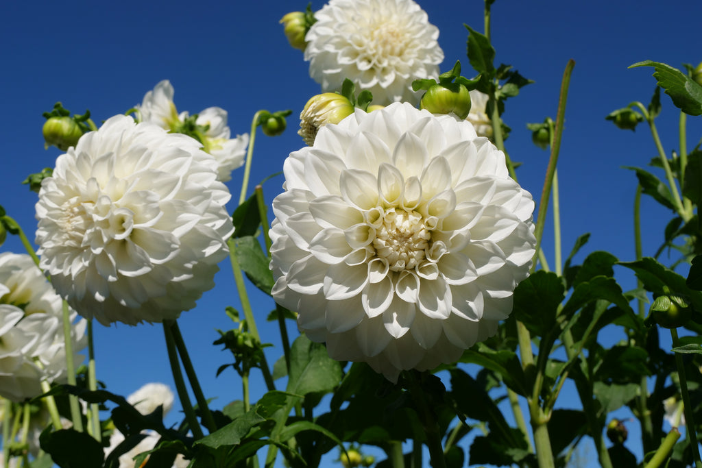 Florelie Nimbus