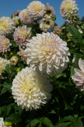 Florelie Grace