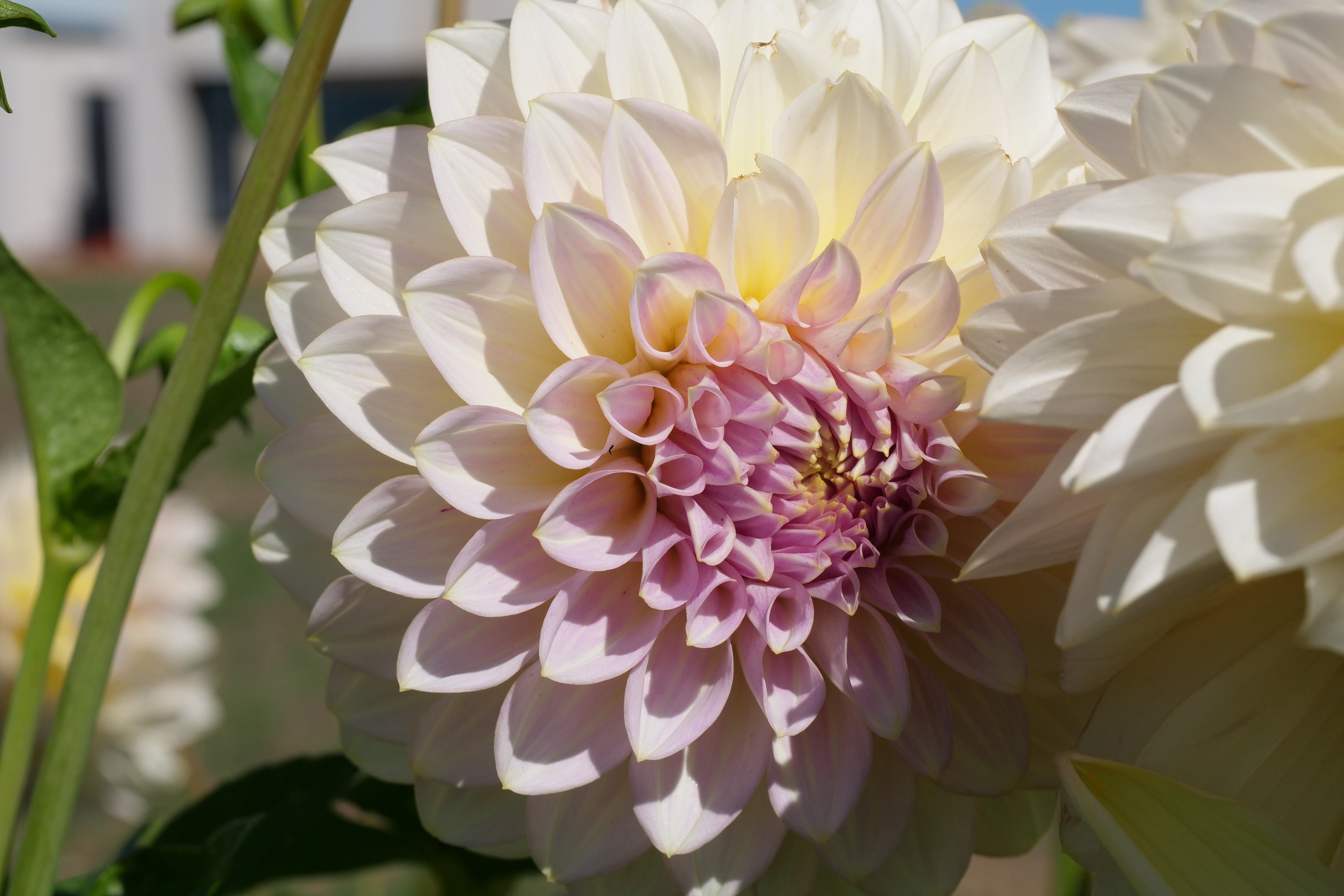 Florelie Grace