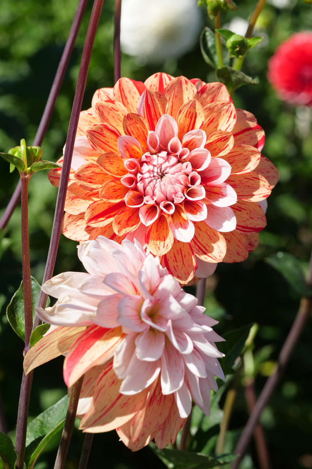 Florelie Circus