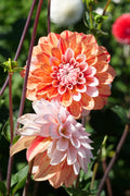 Florelie Circus