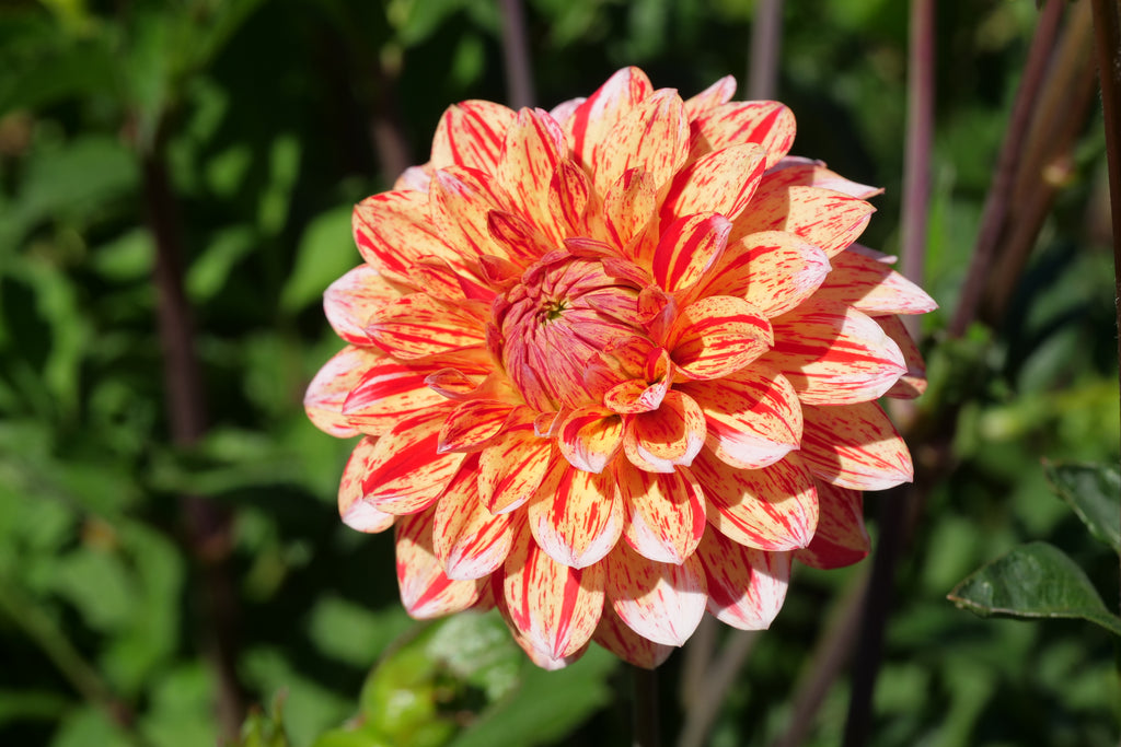 Florelie Circus