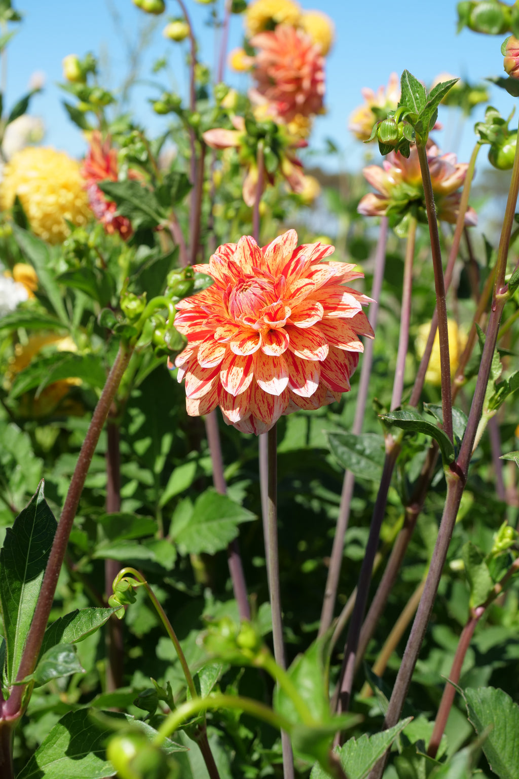 Florelie Circus