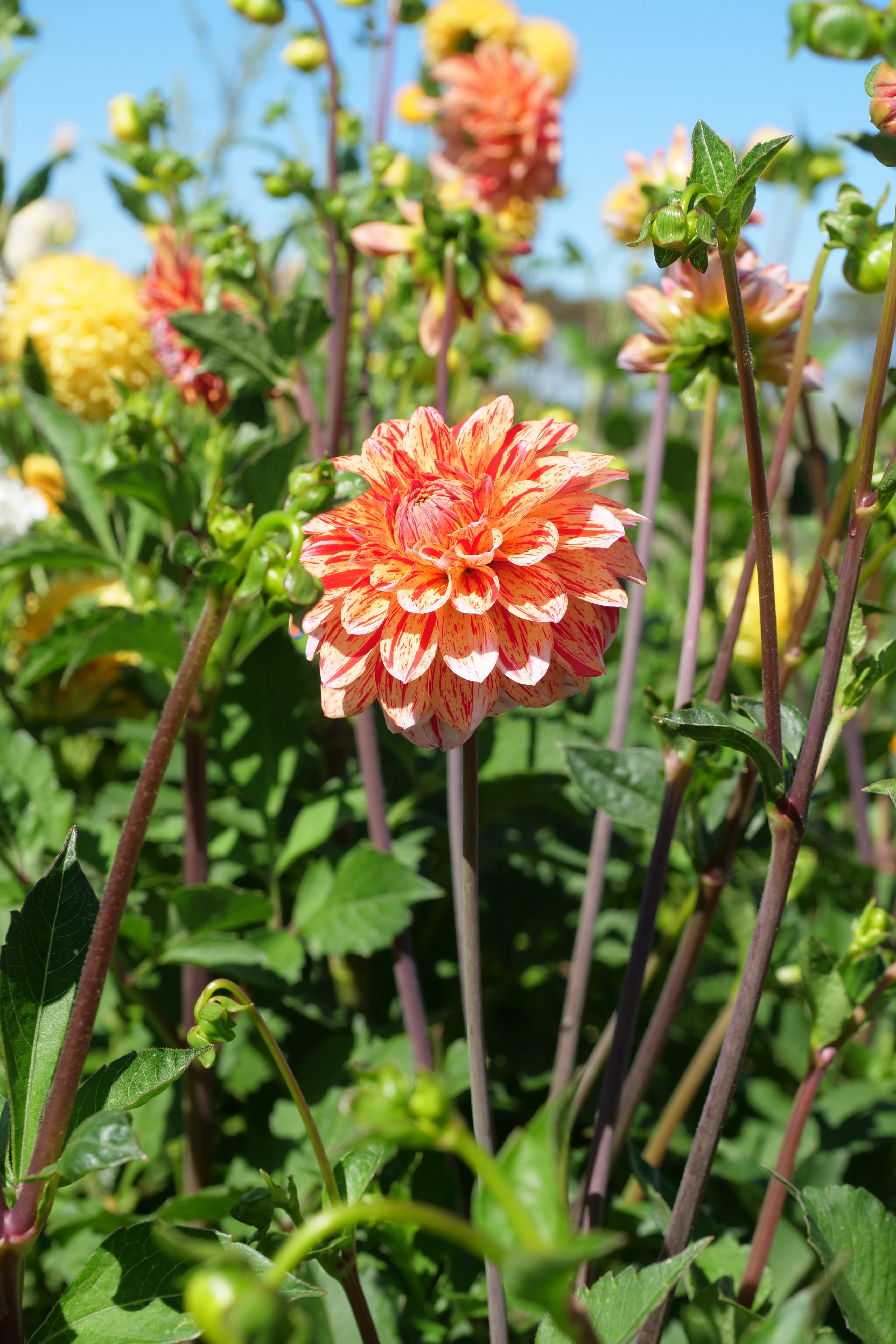Florelie Circus