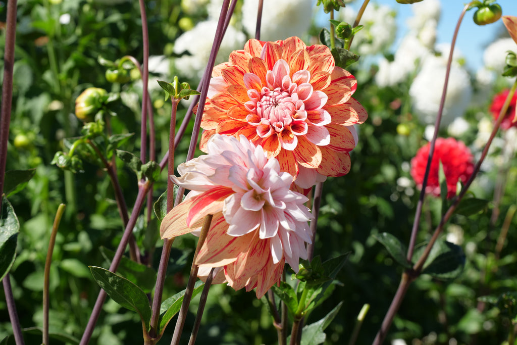 Florelie Circus