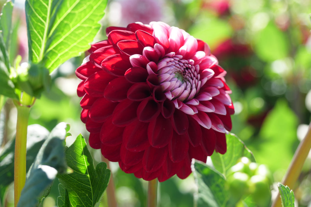 Florelie Cosmic Romance