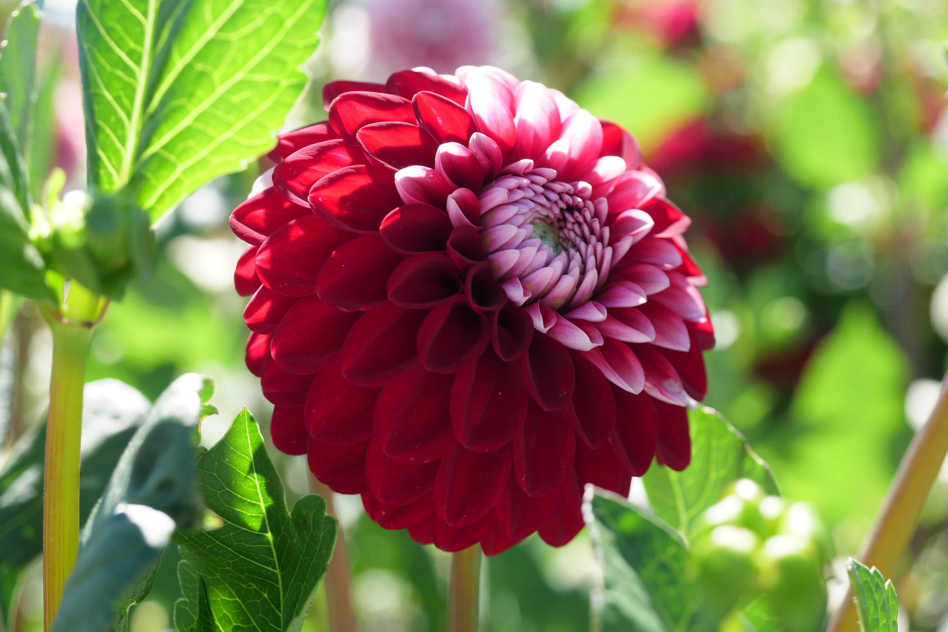 Florelie Cosmic Romance