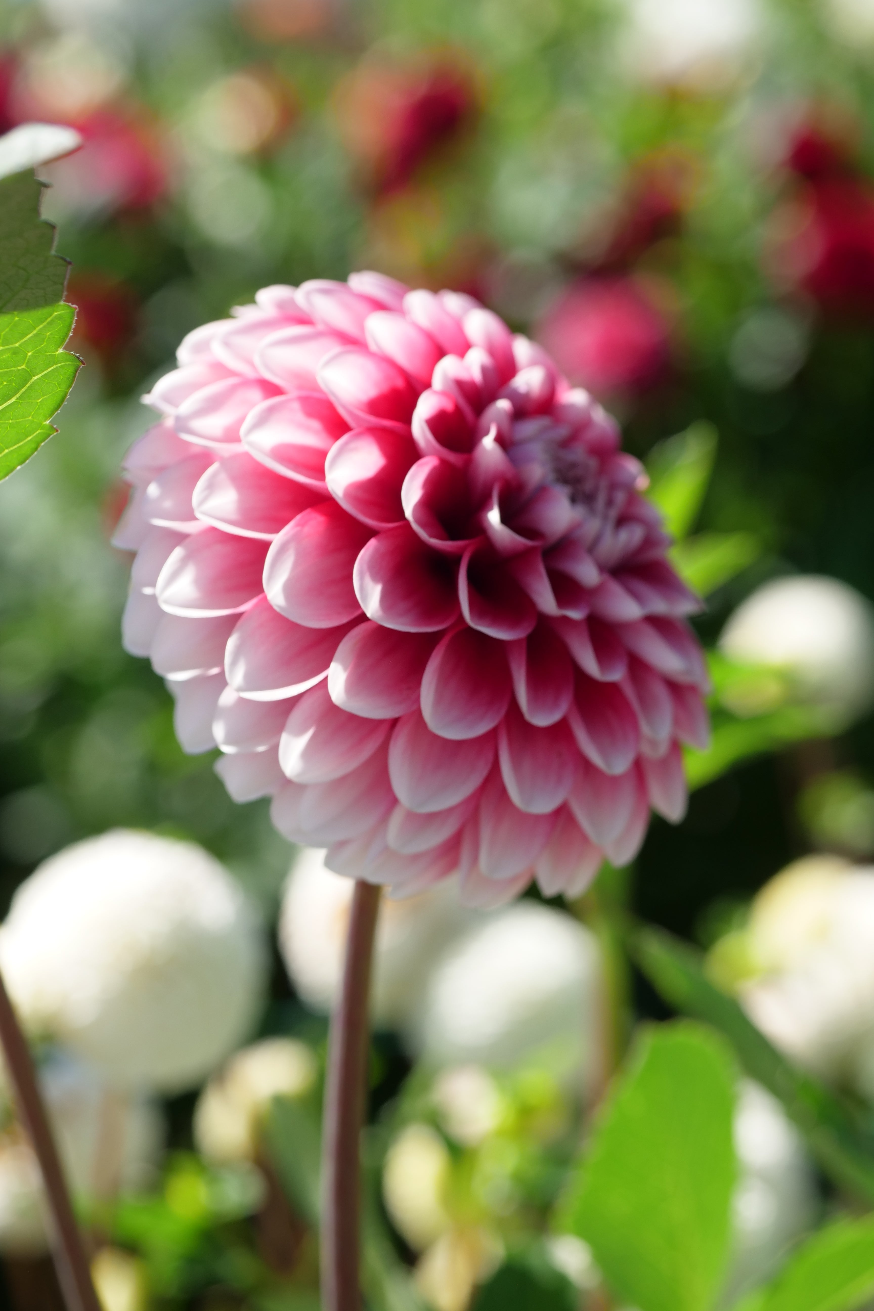 Florelie Cosmic Romance