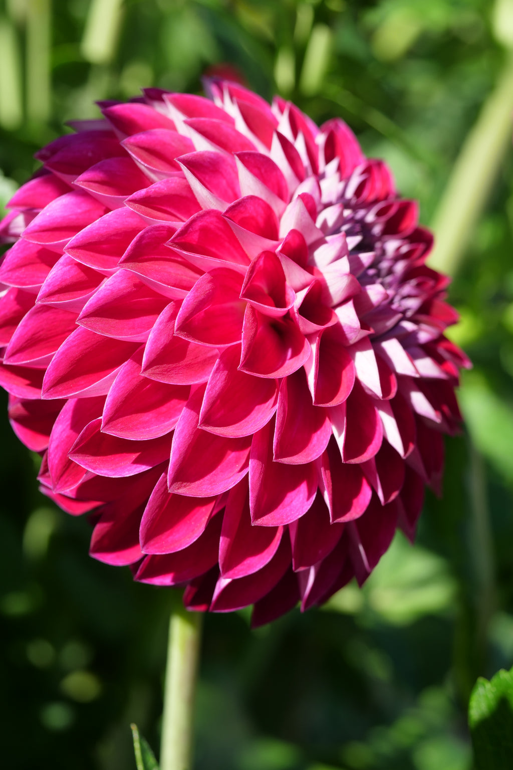 Florelie Origami